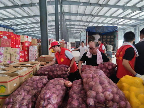 魯豫同心，蔬果傳情 聊城25噸新鮮蔬果馳援河南