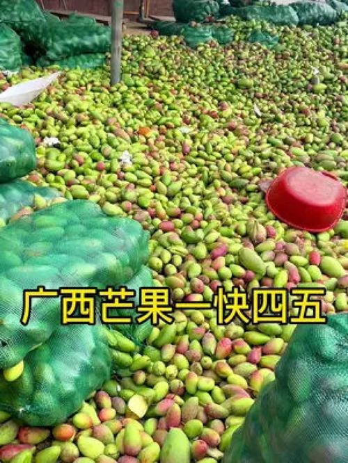 從枝頭到舌尖 百色金煌芒，新鮮應(yīng)季的優(yōu)質(zhì)農(nóng)產(chǎn)品